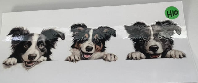 H10 - Dog 3