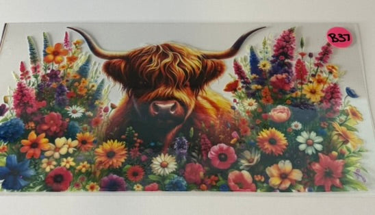 B37 - Highland Cow 12