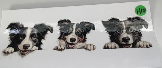 H10 - Dog 3