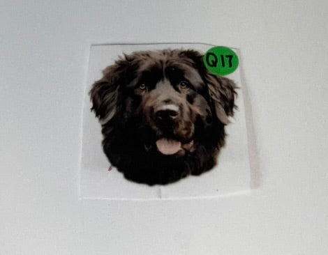 Q17 - Dogs Decal